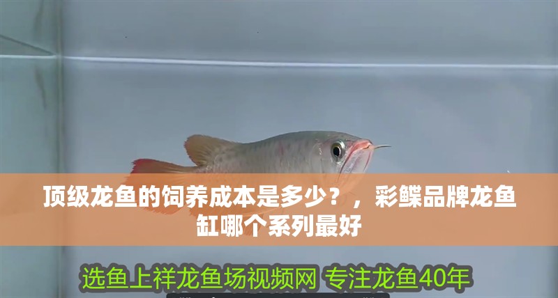 頂級龍魚的飼養成本是多少？，彩鰈品牌龍魚缸哪個系列最好