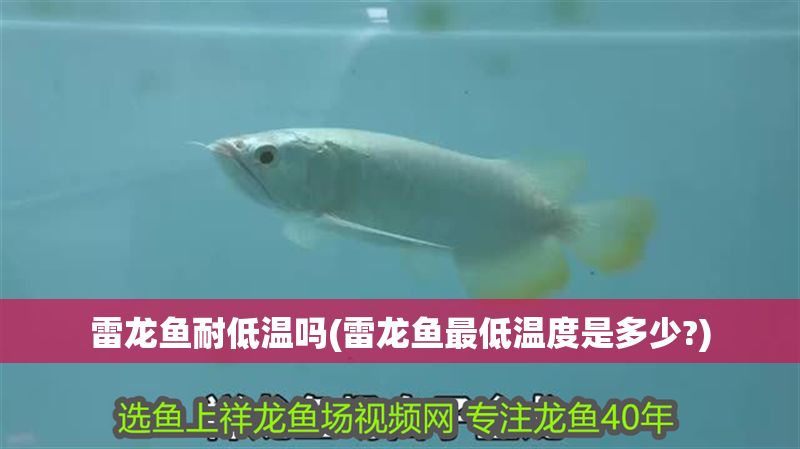 雷龍魚耐低溫嗎(雷龍魚最低溫度是多少?)