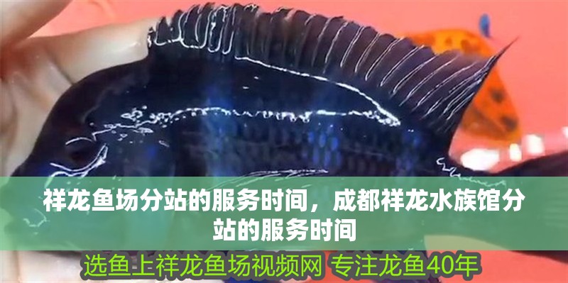 祥龍魚場分站的服務時間，成都祥龍水族館分站的服務時間