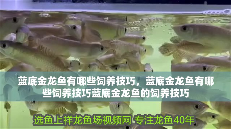 藍底金龍魚有哪些飼養(yǎng)技巧，藍底金龍魚有哪些飼養(yǎng)技巧藍底金龍魚的飼養(yǎng)技巧