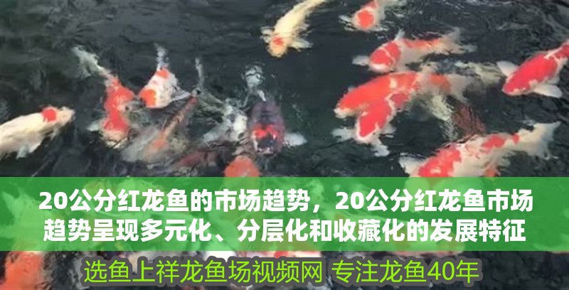 20公分紅龍魚的市場趨勢，20公分紅龍魚市場趨勢呈現多元化、分層化和收藏化的發展特征