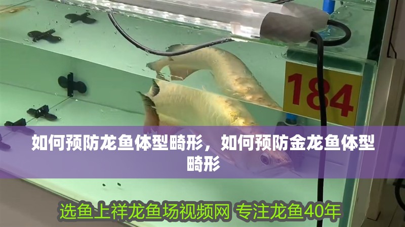 如何預防龍魚體型畸形，如何預防金龍魚體型畸形