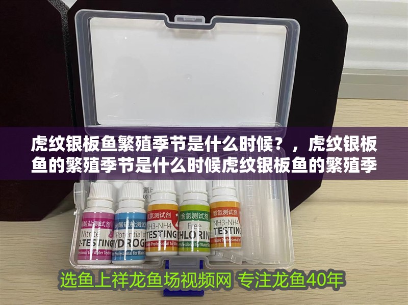 虎紋銀板魚繁殖季節是什么時候？，虎紋銀板魚的繁殖季節是什么時候虎紋銀板魚的繁殖季節是什么時候