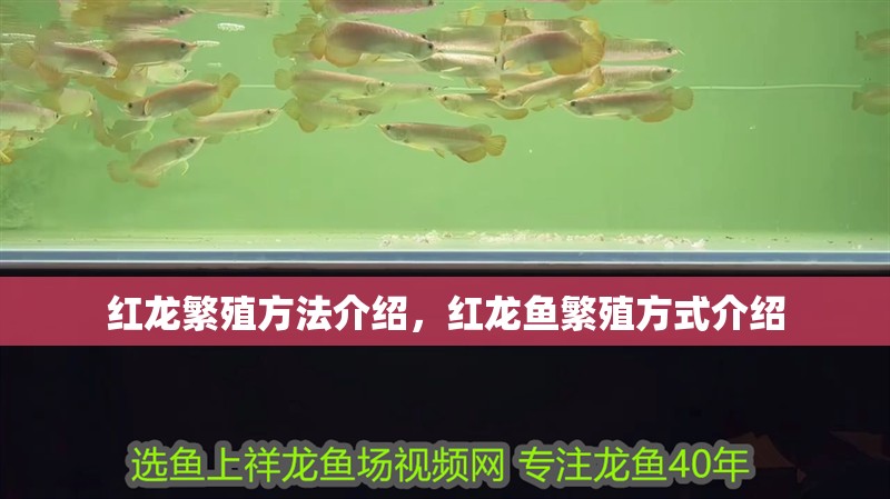 紅龍繁殖方法介紹，紅龍魚繁殖方式介紹