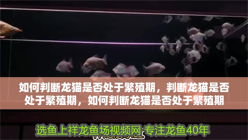 如何判斷龍貓是否處于繁殖期，判斷龍貓是否處于繁殖期，如何判斷龍貓是否處于繁殖期