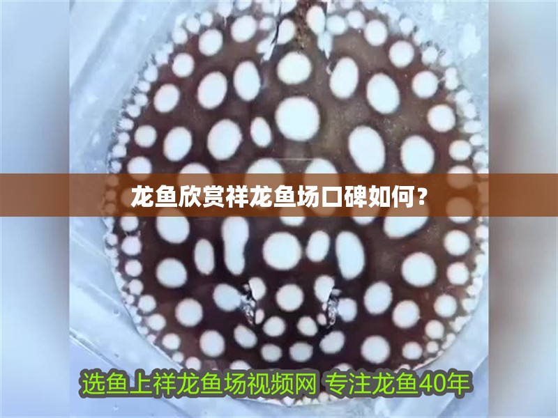 龍魚欣賞祥龍魚場口碑如何？