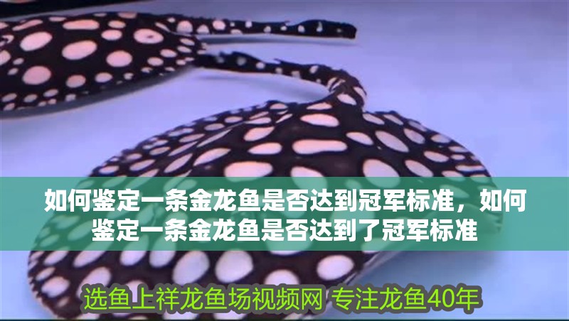 如何鑒定一條金龍魚是否達到冠軍標準，如何鑒定一條金龍魚是否達到了冠軍標準