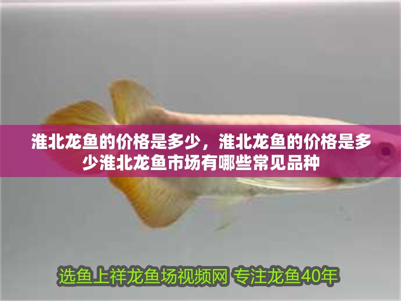 淮北龍魚的價格是多少，淮北龍魚的價格是多少淮北龍魚市場有哪些常見品種