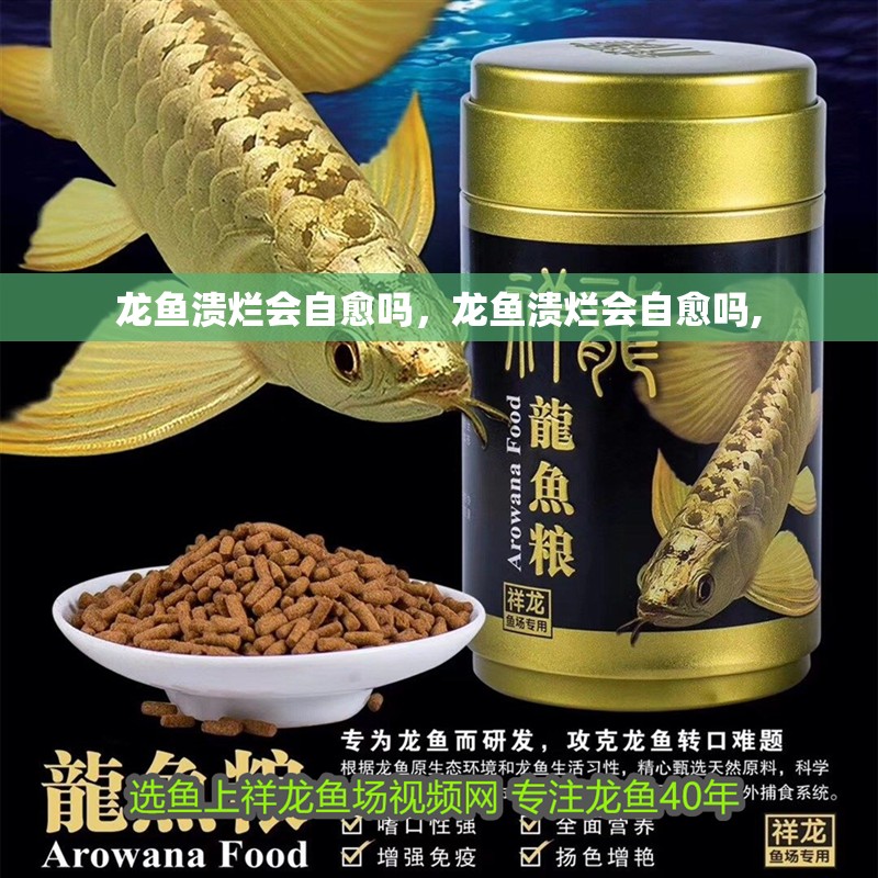 龍魚潰爛會自愈嗎，龍魚潰爛會自愈嗎,