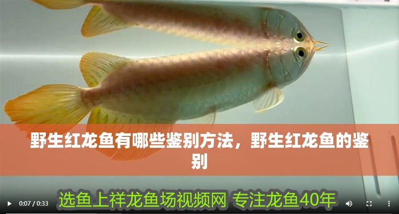 野生紅龍魚有哪些鑒別方法，野生紅龍魚的鑒別