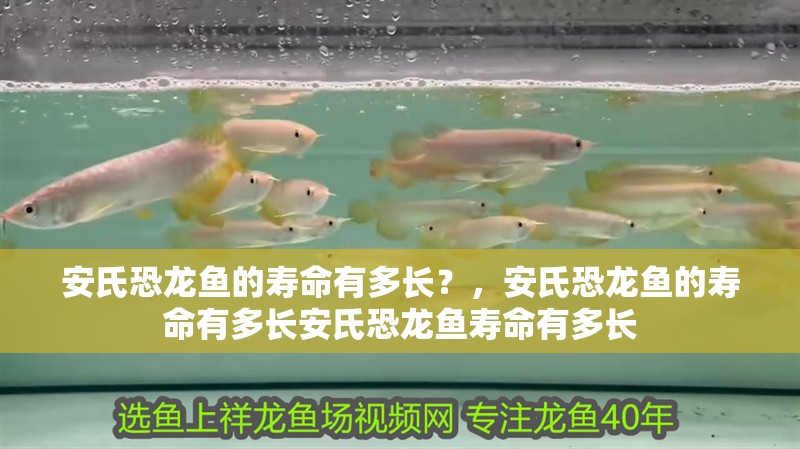 安氏恐龍魚的壽命有多長？，安氏恐龍魚的壽命有多長安氏恐龍魚壽命有多長