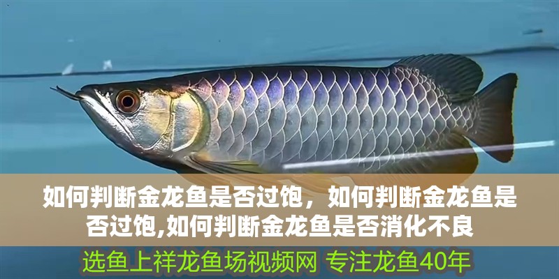 如何判斷金龍魚是否過飽，如何判斷金龍魚是否過飽,如何判斷金龍魚是否消化不良