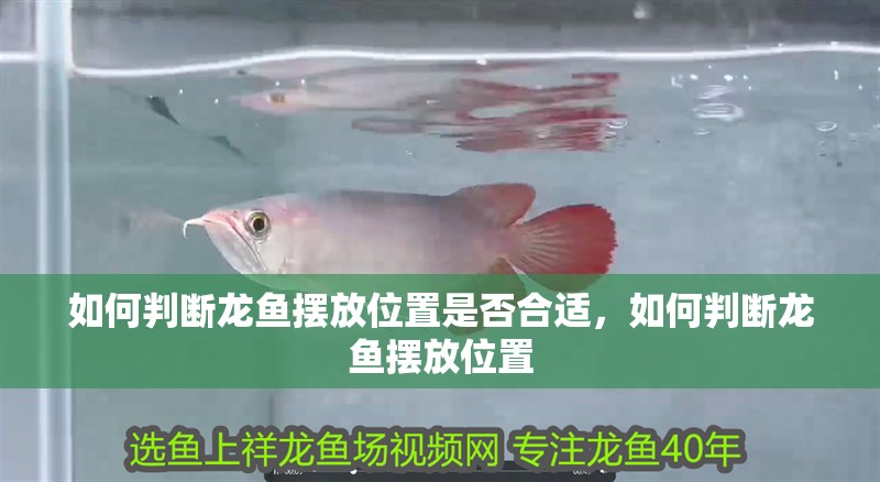 如何判斷龍魚擺放位置是否合適，如何判斷龍魚擺放位置