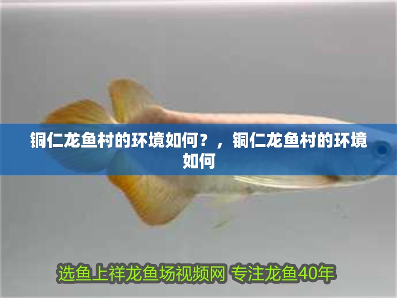 銅仁龍魚村的環境如何？，銅仁龍魚村的環境如何