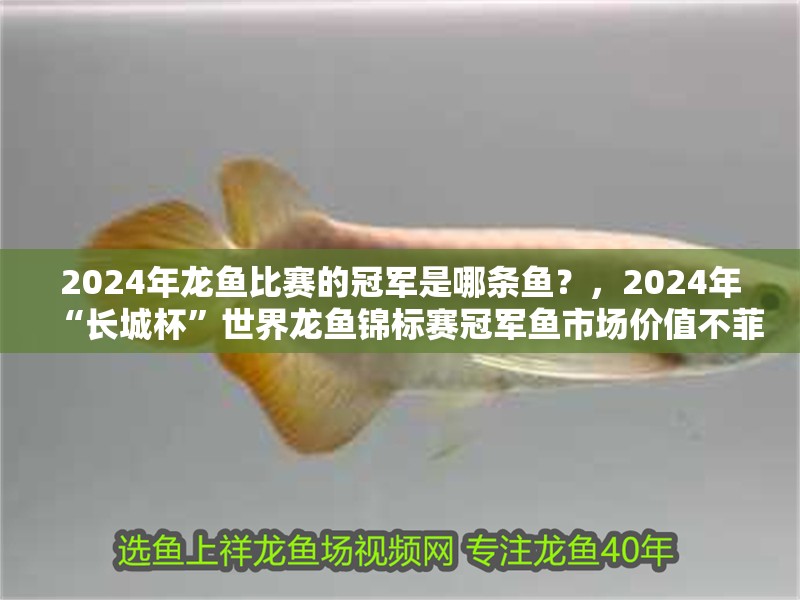 2024年龍魚比賽的冠軍是哪條魚？，2024年“長城杯”世界龍魚錦標賽冠軍魚市場價值不菲
