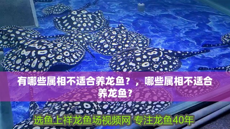 有哪些屬相不適合養(yǎng)龍魚？，哪些屬相不適合養(yǎng)龍魚？