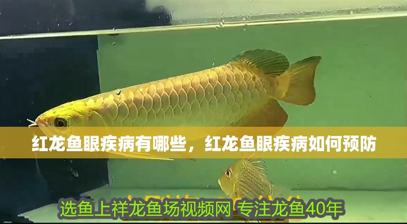 紅龍魚眼疾病有哪些，紅龍魚眼疾病如何預防
