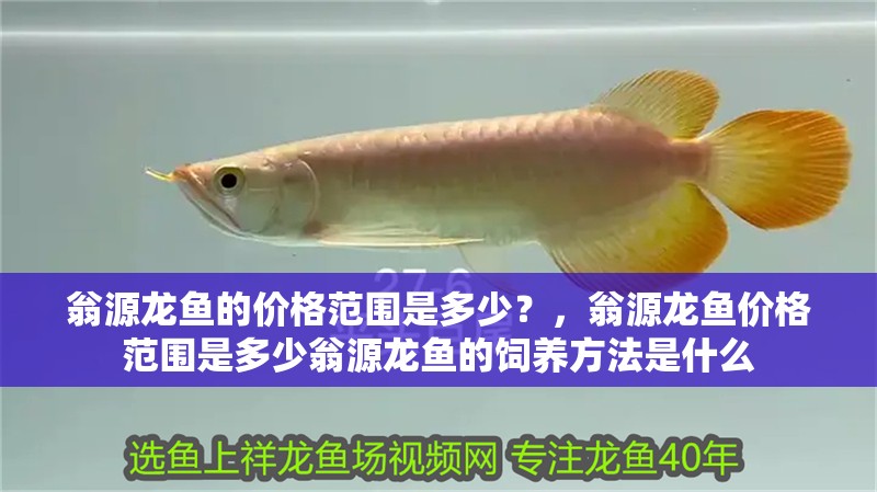 翁源龍魚的價格范圍是多少？，翁源龍魚價格范圍是多少翁源龍魚的飼養方法是什么
