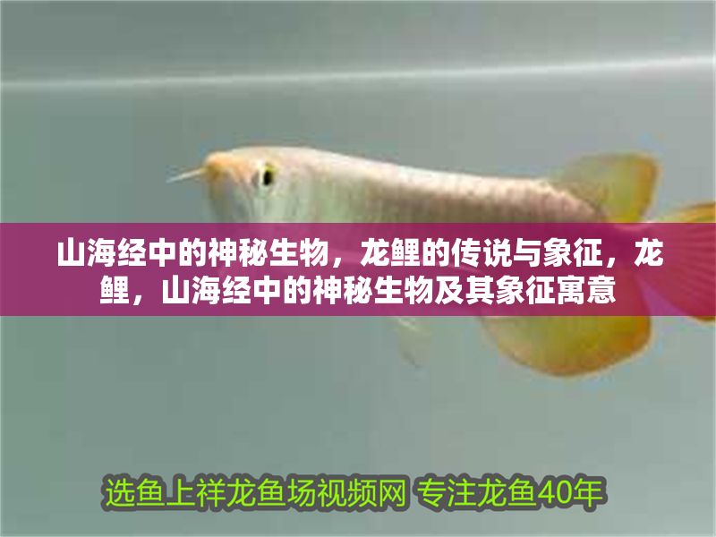 山海經中的神秘生物，龍鯉的傳說與象征，龍鯉，山海經中的神秘生物及其象征寓意