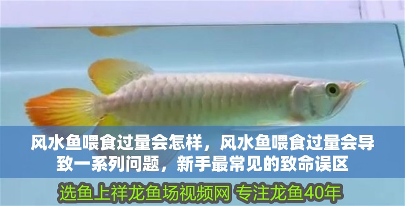風(fēng)水魚喂食過量會怎樣,風(fēng)水魚喂食過量會導(dǎo)致一系列問題,新手最常見的致命誤區(qū)