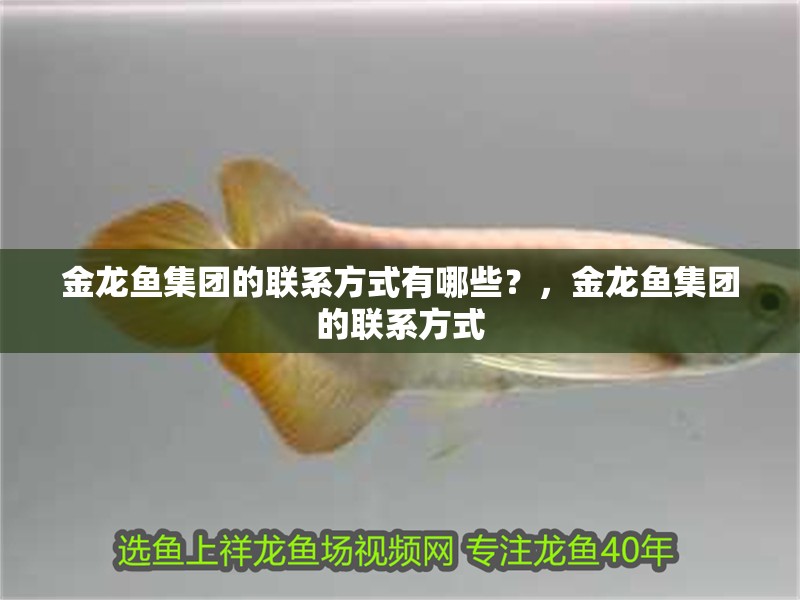 金龍魚集團的聯(lián)系方式有哪些？，金龍魚集團的聯(lián)系方式