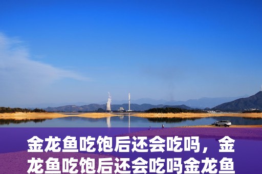金龍魚吃飽后還會(huì)吃嗎，金龍魚吃飽后還會(huì)吃嗎金龍魚吃飽后還會(huì)吃嗎