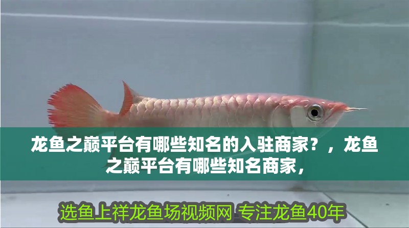 龍魚之巔平臺(tái)有哪些知名的入駐商家？，龍魚之巔平臺(tái)有哪些知名商家，