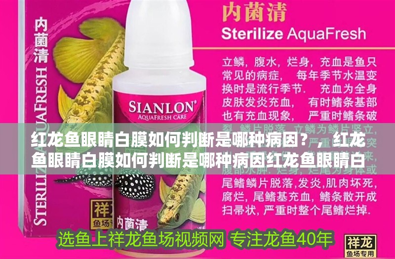 紅龍魚眼睛白膜如何判斷是哪種病因？，紅龍魚眼睛白膜如何判斷是哪種病因紅龍魚眼睛白膜會(huì)自愈嗎