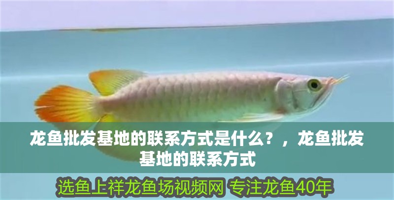 龍魚批發基地的聯系方式是什么？，龍魚批發基地的聯系方式