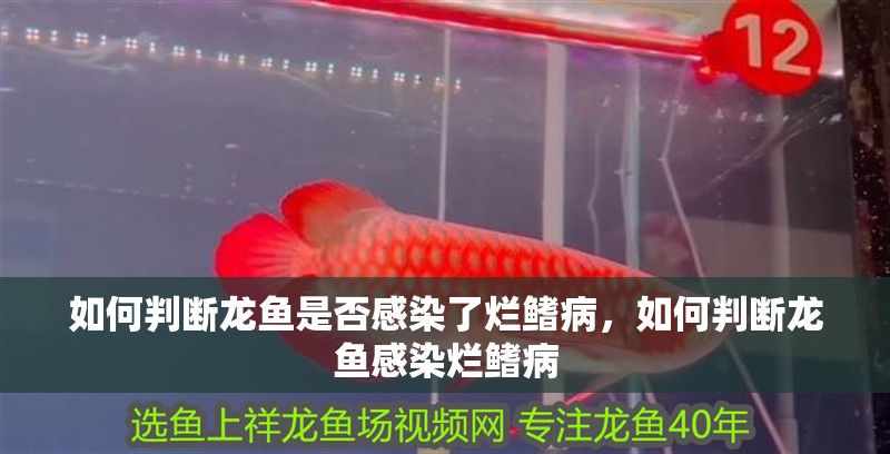 如何判斷龍魚是否感染了爛鰭病，如何判斷龍魚感染爛鰭病