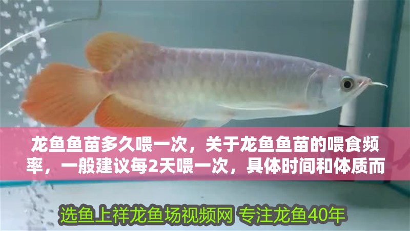 龍魚魚苗多久喂一次，關于龍魚魚苗的喂食頻率，一般建議每2天喂一次，具體時間和體質而定