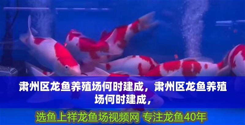 肅州區(qū)龍魚養(yǎng)殖場(chǎng)何時(shí)建成，肅州區(qū)龍魚養(yǎng)殖場(chǎng)何時(shí)建成，