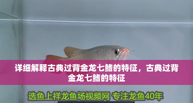 詳細(xì)解釋古典過背金龍七鰭的特征，古典過背金龍七鰭的特征