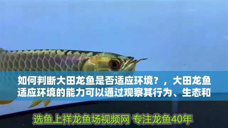 如何判斷大田龍魚(yú)是否適應(yīng)環(huán)境？，大田龍魚(yú)適應(yīng)環(huán)境的能力可以通過(guò)觀察其行為、生態(tài)和生態(tài)特征來(lái)判斷