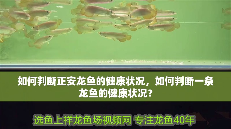如何判斷正安龍魚的健康狀況，如何判斷一條龍魚的健康狀況？