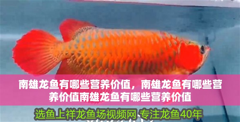南雄龍魚有哪些營養(yǎng)價值，南雄龍魚有哪些營養(yǎng)價值南雄龍魚有哪些營養(yǎng)價值