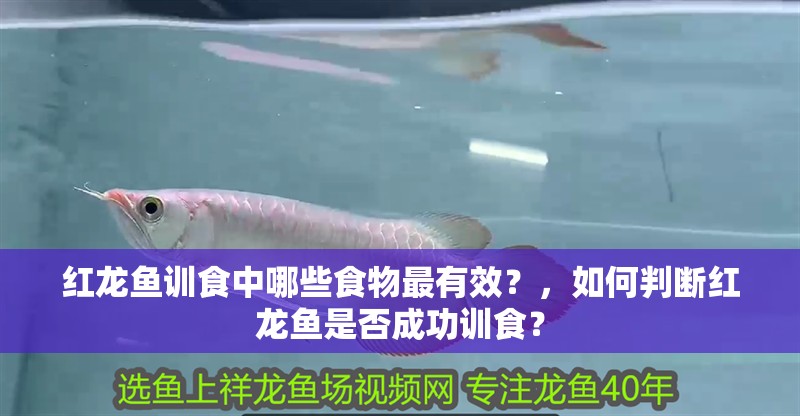 紅龍魚訓食中哪些食物最有效？，如何判斷紅龍魚是否成功訓食？