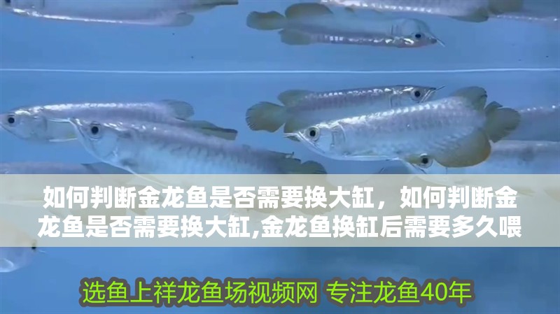 如何判斷金龍魚是否需要換大缸，如何判斷金龍魚是否需要換大缸,金龍魚換缸后需要多久喂食