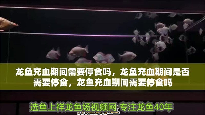 龍魚充血期間需要停食嗎，龍魚充血期間是否需要停食，龍魚充血期間需要停食嗎