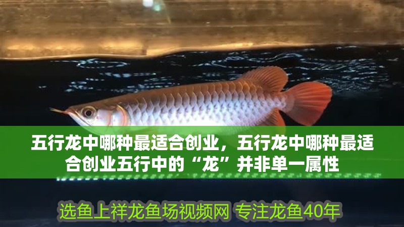 五行龍中哪種最適合創(chuàng)業(yè)，五行龍中哪種最適合創(chuàng)業(yè)五行中的“龍”并非單一屬性
