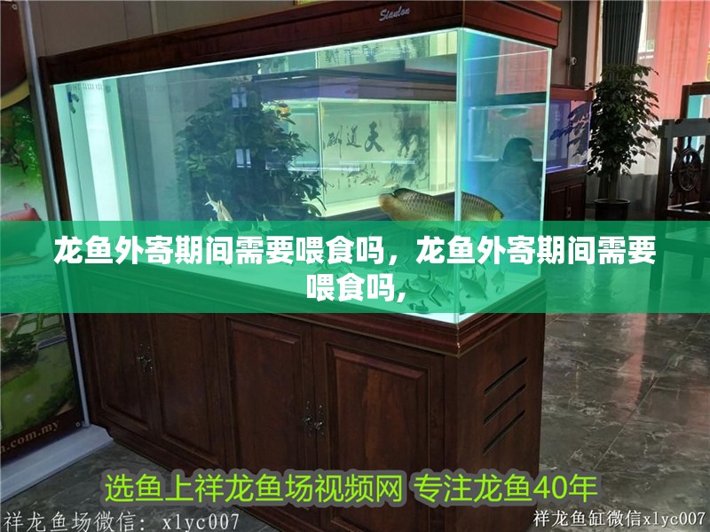 龍魚外寄期間需要喂食嗎，龍魚外寄期間需要喂食嗎,