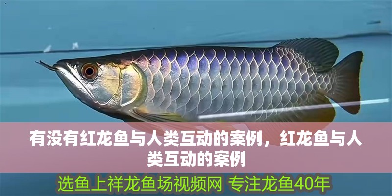 有沒有紅龍魚與人類互動(dòng)的案例，紅龍魚與人類互動(dòng)的案例