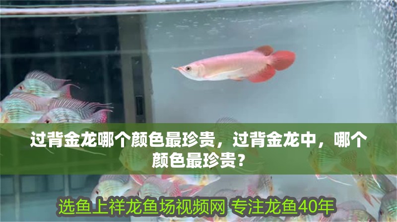 過背金龍哪個顏色最珍貴，過背金龍中，哪個顏色最珍貴？