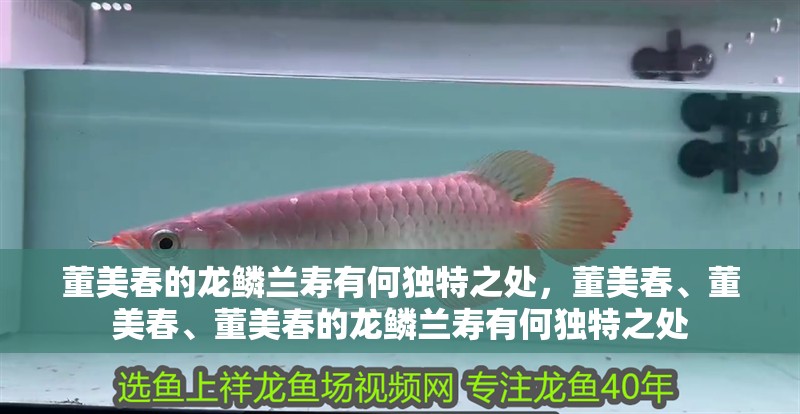 董美春的龍鱗蘭壽有何獨(dú)特之處，董美春、董美春、董美春的龍鱗蘭壽有何獨(dú)特之處