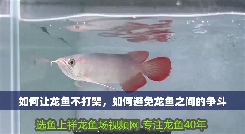 如何讓龍魚不打架，如何避免龍魚之間的爭(zhēng)斗