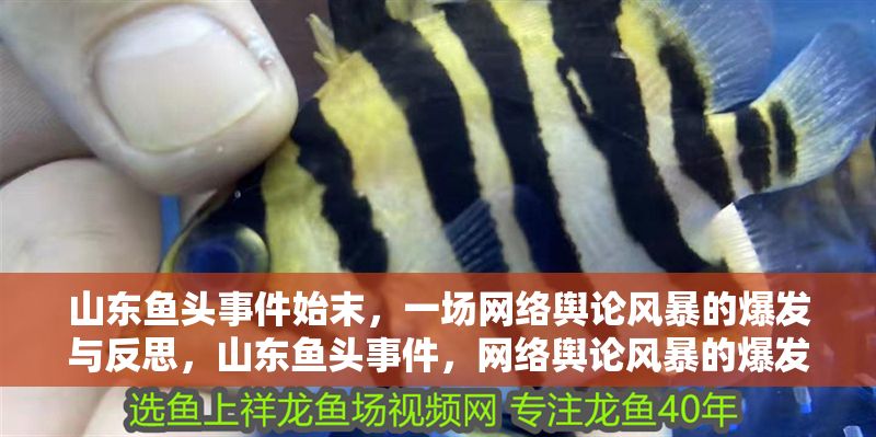 山東魚頭事件始末，一場網絡輿論風暴的爆發與反思，山東魚頭事件，網絡輿論風暴的爆發與深層反思