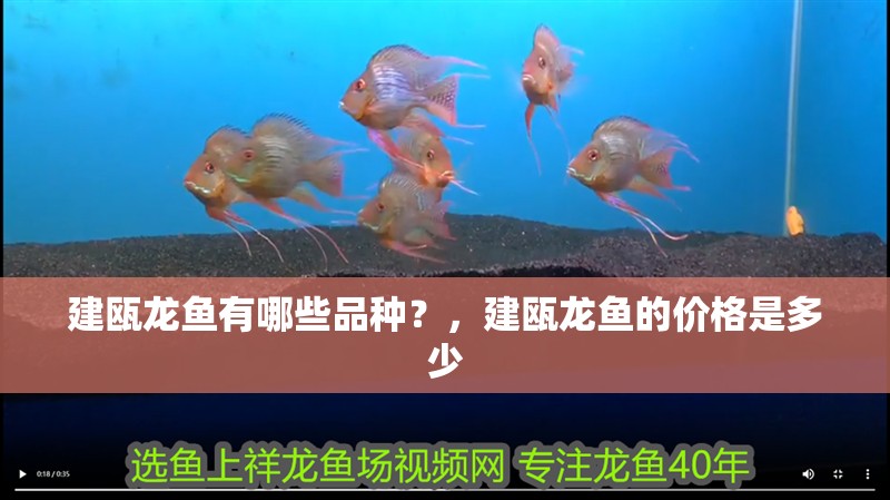 建甌龍魚有哪些品種？，建甌龍魚的價(jià)格是多少