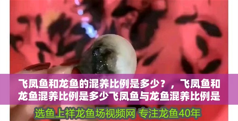 飛鳳魚和龍魚的混養比例是多少？，飛鳳魚和龍魚混養比例是多少飛鳳魚與龍魚混養比例是多少