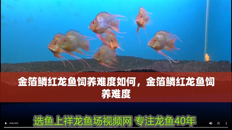 金箔鱗紅龍魚飼養難度如何，金箔鱗紅龍魚飼養難度
