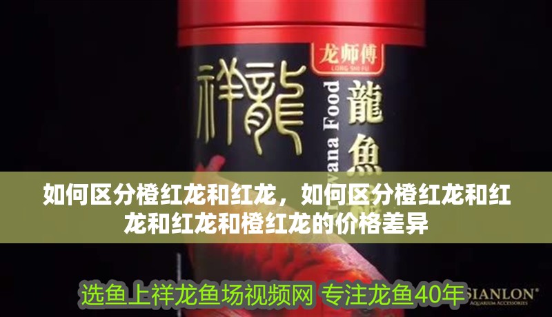 如何區分橙紅龍和紅龍，如何區分橙紅龍和紅龍和紅龍和橙紅龍的價格差異